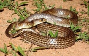 Cách phân biệt rắn độc và không độc đơn giản