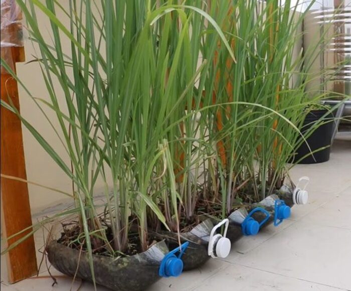 Trồng quanh nhà những loại cây có thể đuổi rắn