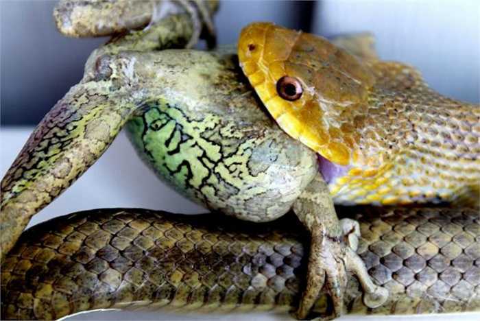 Tập tính săn mồi của loài rắn