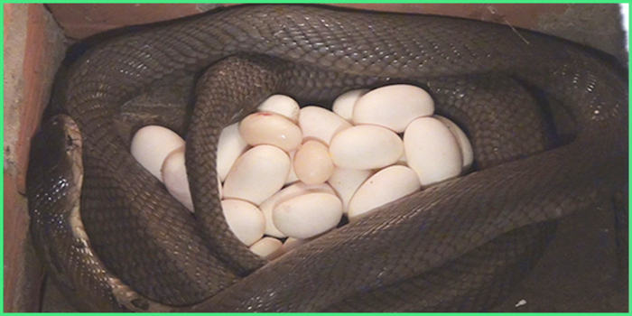 Tập tính sinh sản của loài rắn