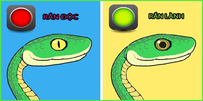 Dựa vào hình dạng đồng tử (con ngươi) của rắn