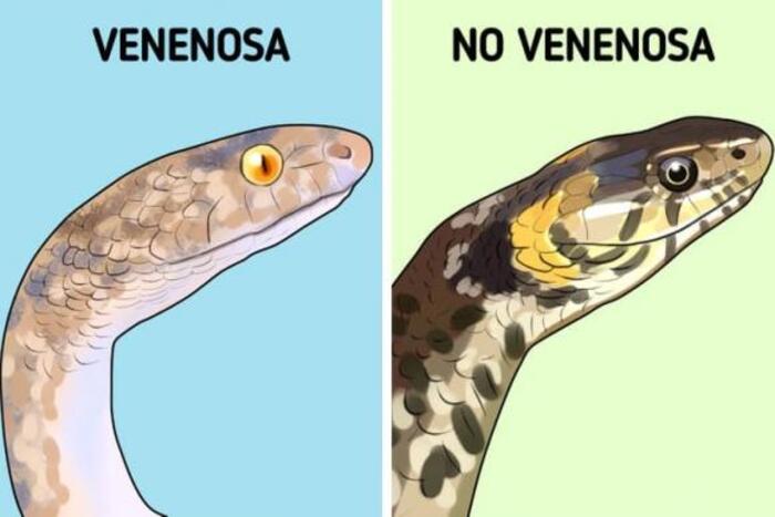 Dựa vào lỗ hốc (Pit) trên mũi rắn