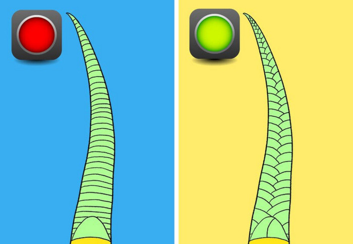 Dựa vào hình dạng đuôi rắn