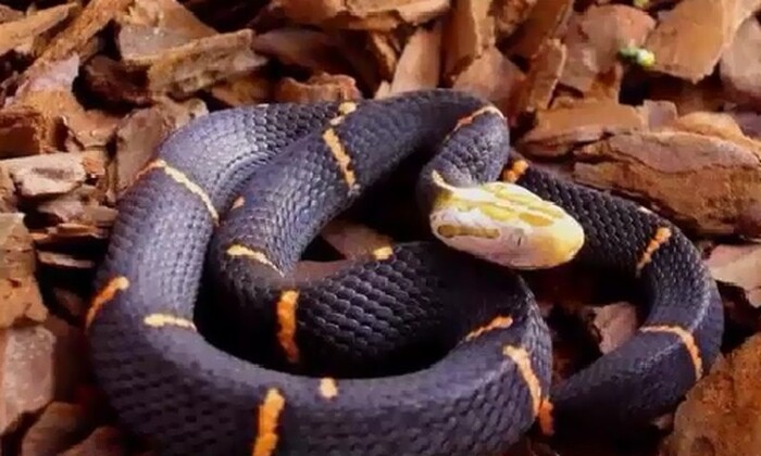 Dựa vào màu sắc và dáng đứng