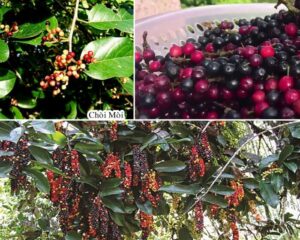 Quả chòi mòi ngâm rượu