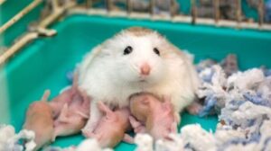 Tuổi thọ của chuột hamster